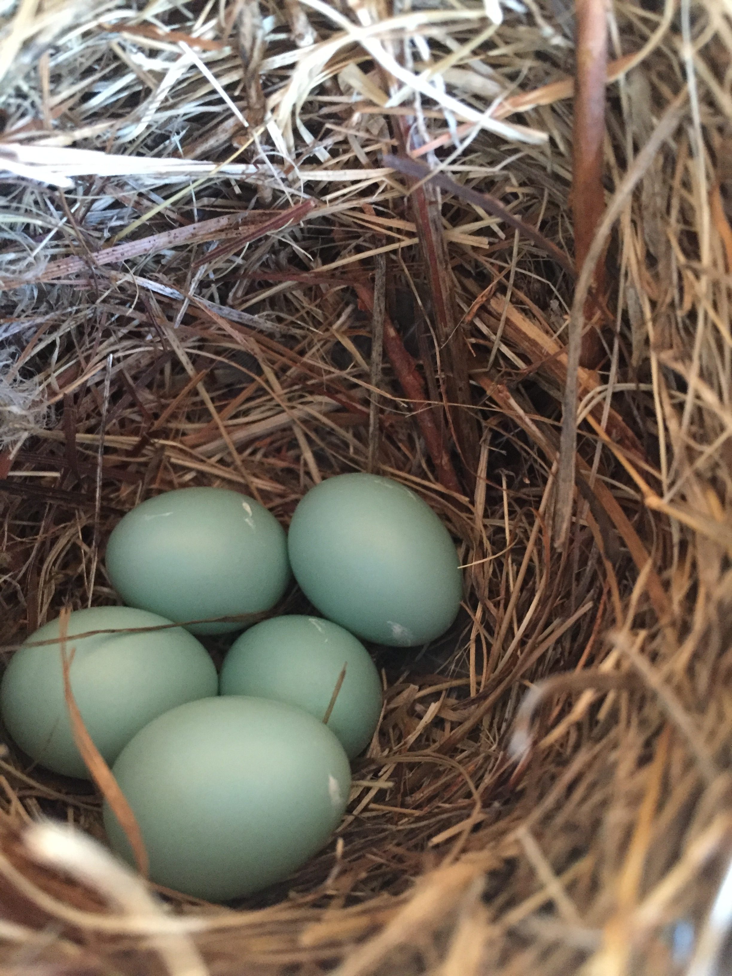 Eastern Bluebird Eggs Ashland Box 105 42016 Delaware