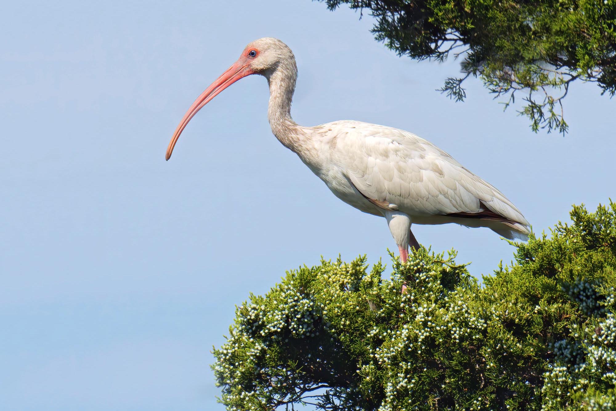 2021 State Bird List - Delaware Ornithological Society