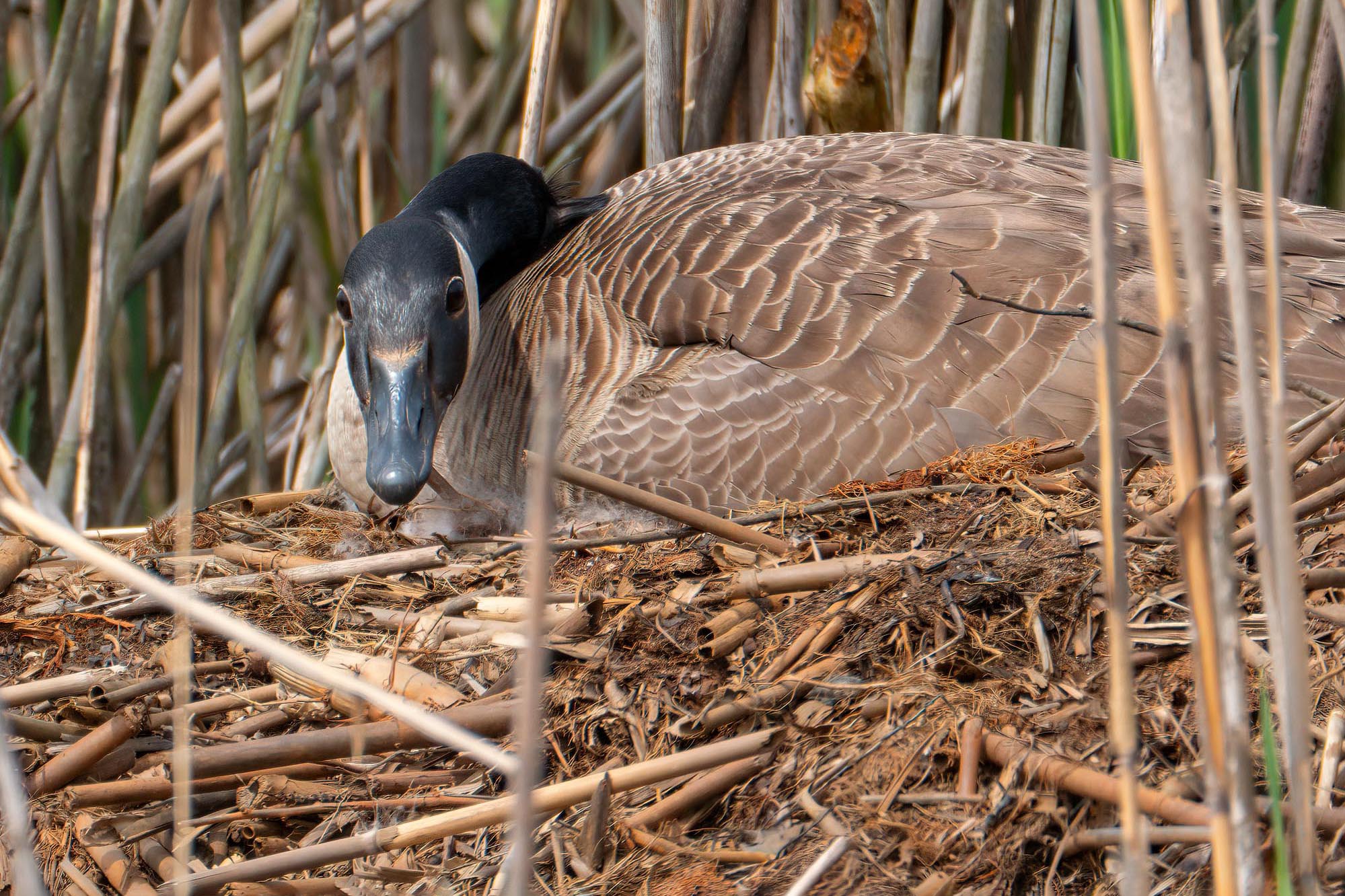 Nesting Materials for Backyard Birds - Nature Canada