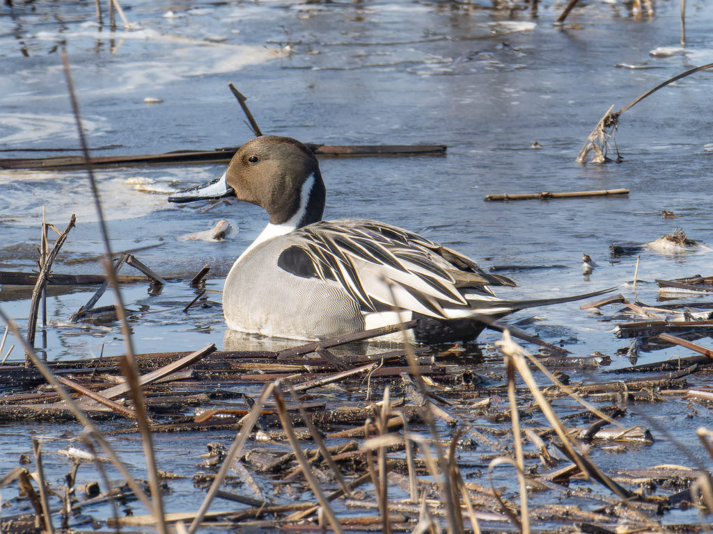 Youth Birders: John Heinz National Wildlife Refuge - Delaware ...