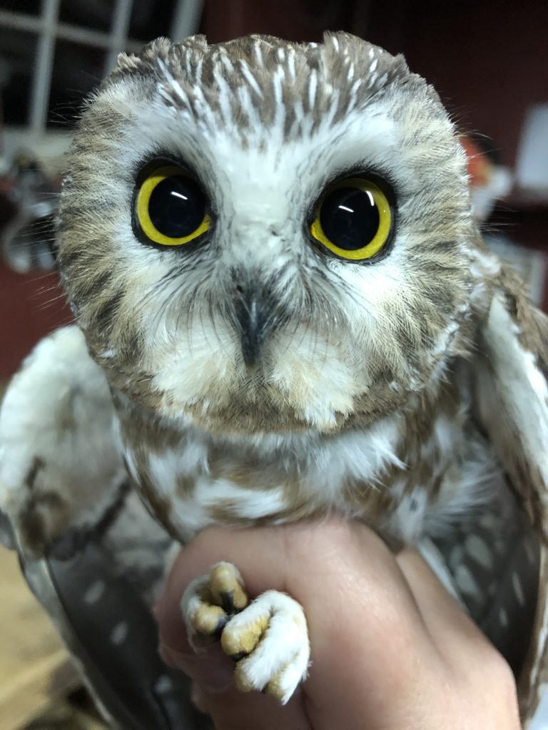 Youth Birders: Saw-whet Owl Banding at Rushton Farm Preserve - Delaware ...