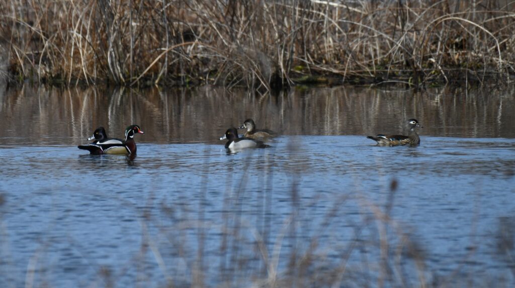 Youth Birders: Augustine Wildlife Area - Ashton Tract - Delaware ...