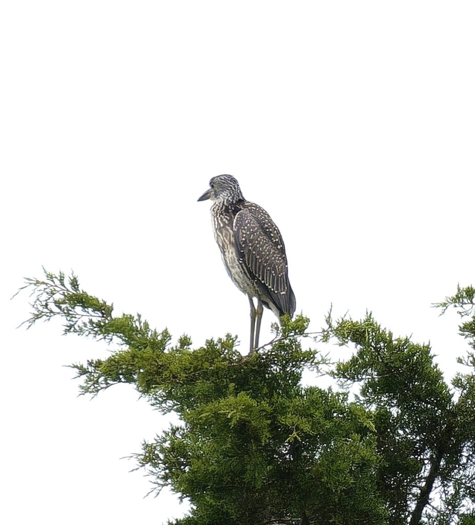 Juvenile Yellow-crowned Nightheron by Carolyn Holland.