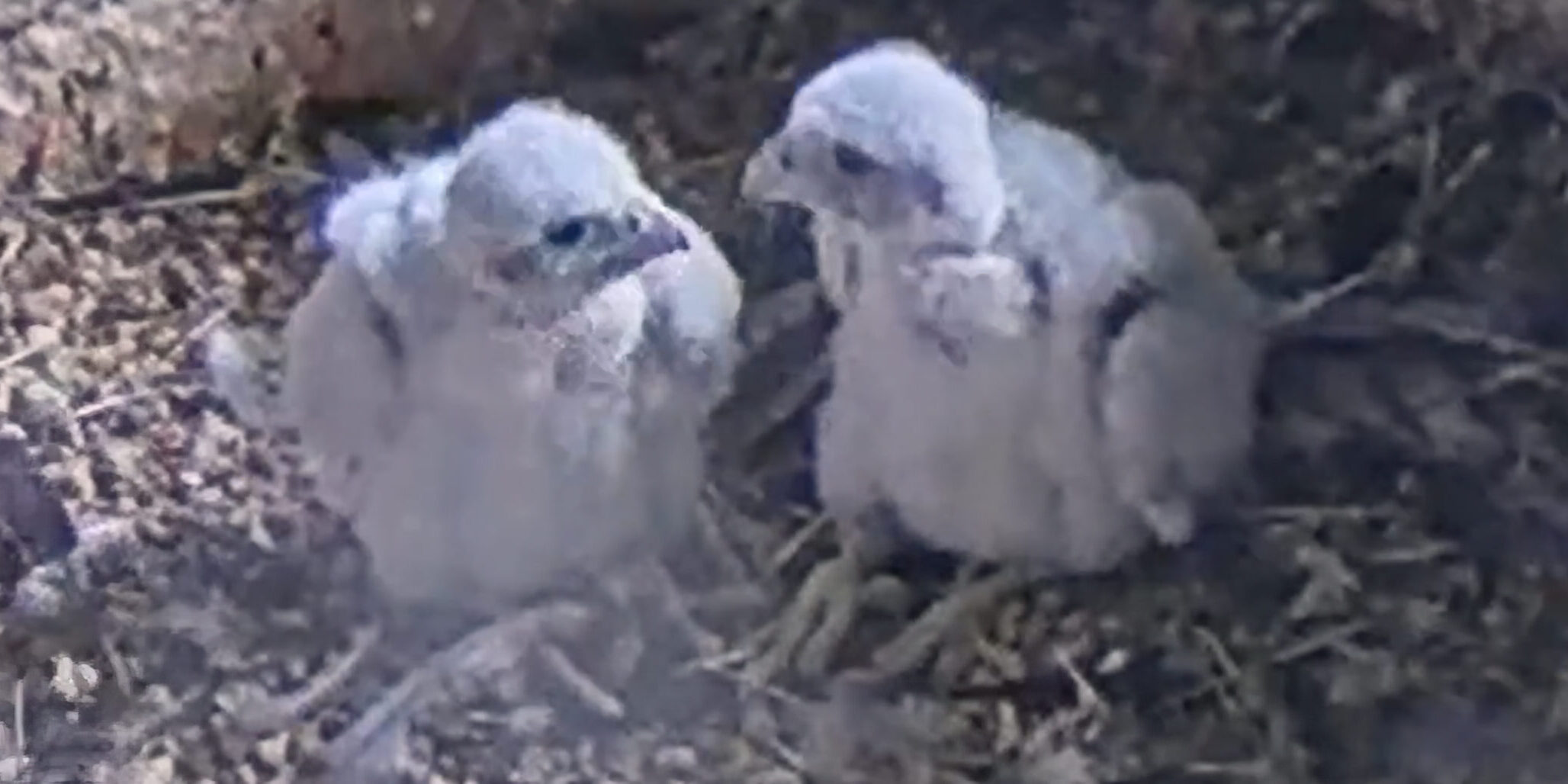 Baby Falcons